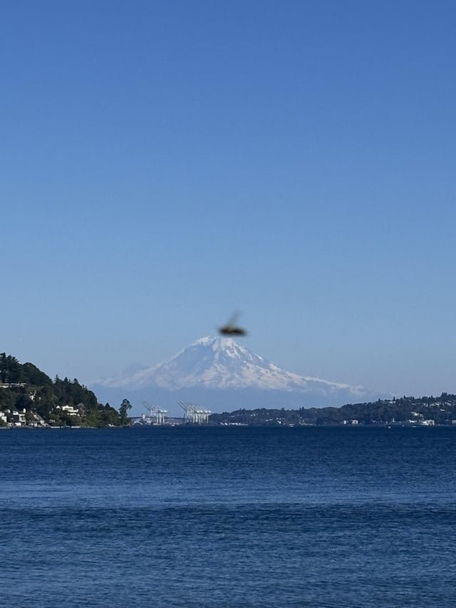 Captured a bee in my photo of Mount Rainer