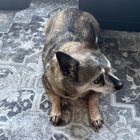 Dog Found – Looking for Owner