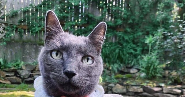 Seattle woman sues Blue Angels, says military jets terrorized her dying cat and silenced her online