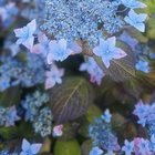Seattle Waterfront flowers look like butterflies 🦋