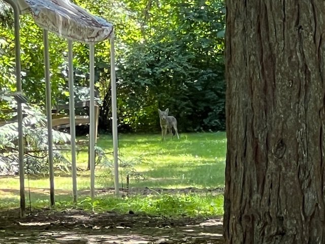 WEST SEATTLE WILDLIFE: 2 coyote sightings