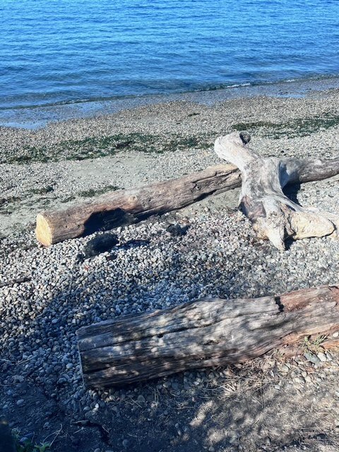 READER REPORT: Smoldering driftwood at Lincoln Park