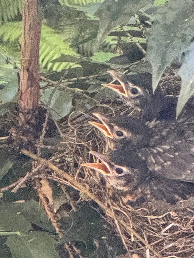 From science to swimming, here’s the list for your West Seattle Tuesday (with a baby-birds photo)