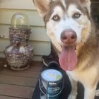 Found dog!