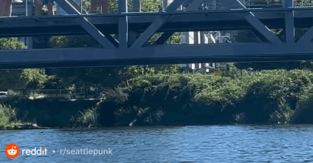 Creatures of Lake Union Montage