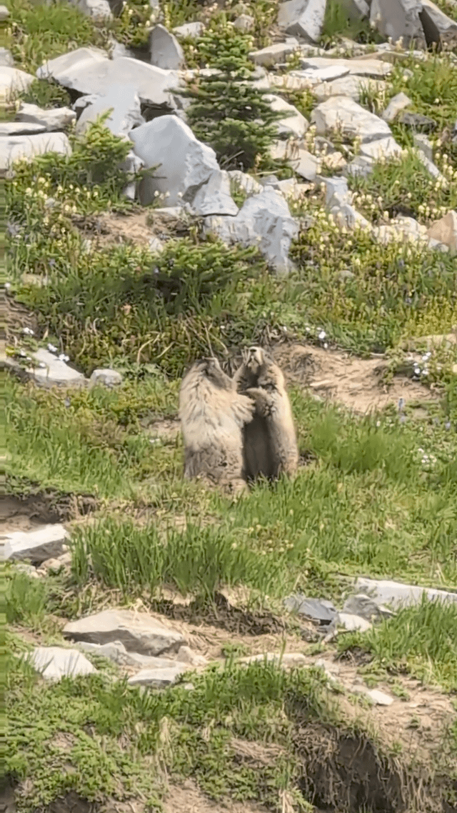 Wrestling marmots on Mt Rainier