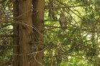 Jumping on the Barred Owl photo train