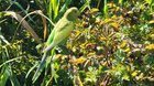 Larsen Lake Parakeet