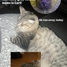 Help me find my cat! Got out of my home at Brookyln & 43rd, by Insomnia Cookie at UW