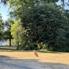 Dog found at green lake