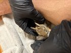 Rescued baby bunny