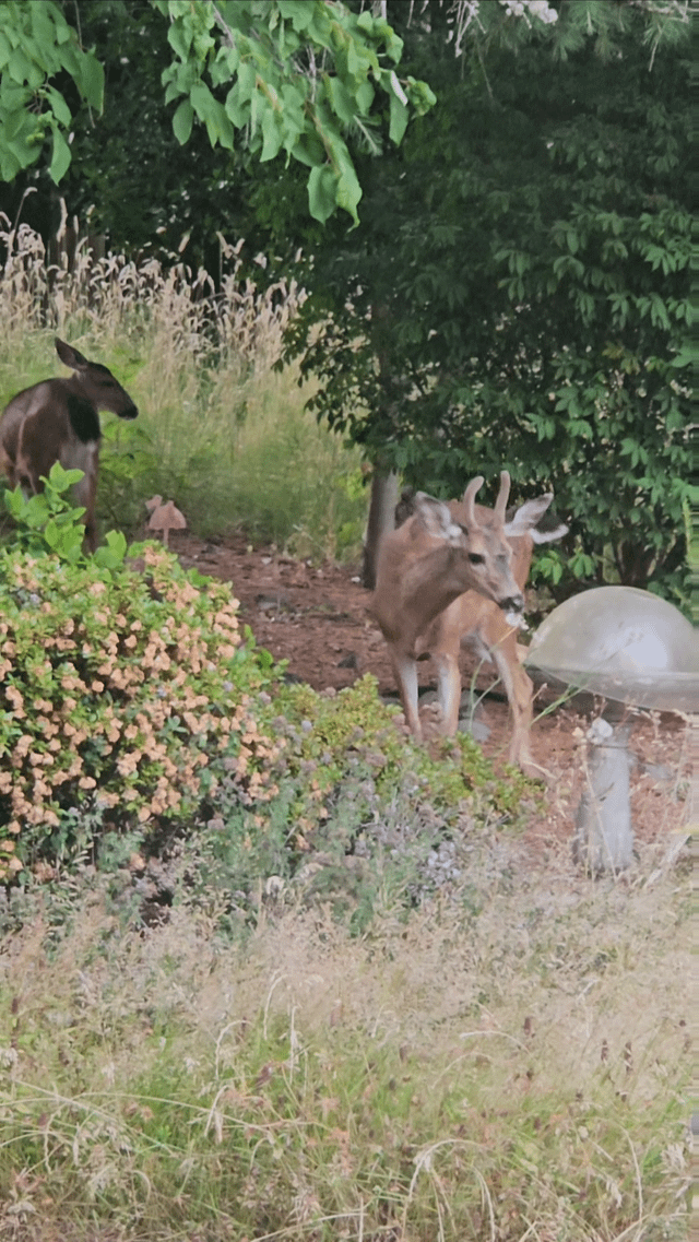 Black-tailed Deer in the backyard!