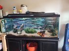 Need help re-homing fish and tank