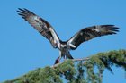 Osprey in my back yard- Leschi