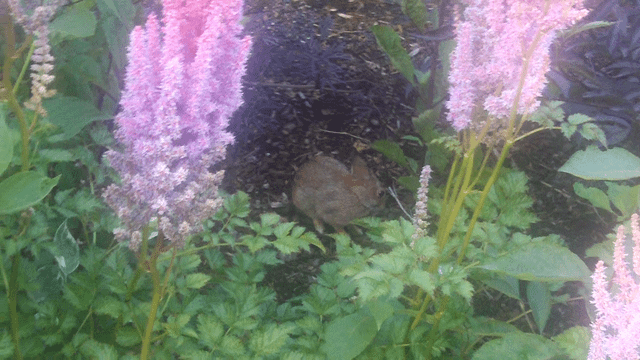 Bunny at Pier 54