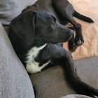 We lost our dog today in the Robinswood neighborhood, has anyone seen her?