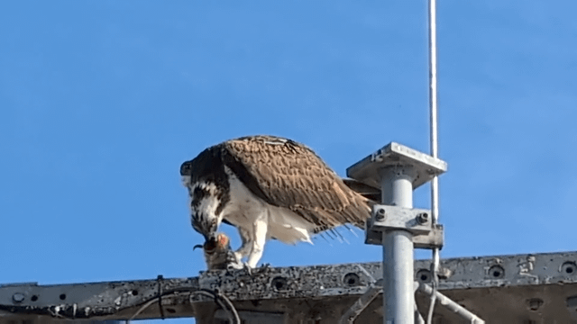 Seattle Seahawk at the West Point Ligh