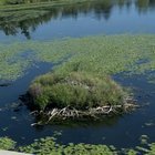A beaver den near 520?