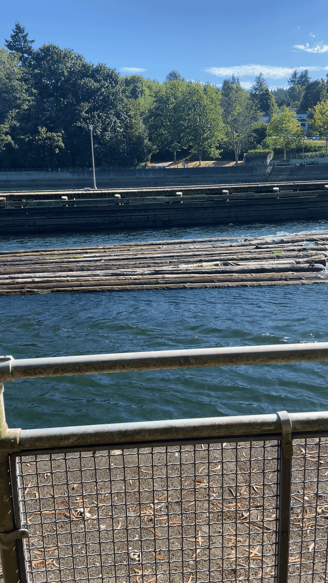 Boat pulling 100ish logs through the Locks – anyone know where these are headed/what this is for?