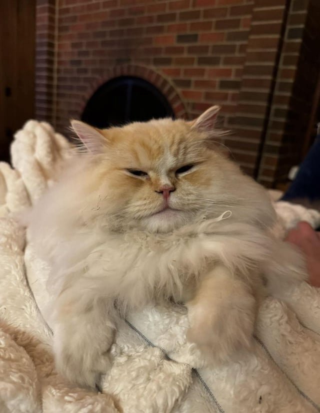 Missing cat, posting for a friend. Please get in touch if you spot him. Area: Clyde Hill.