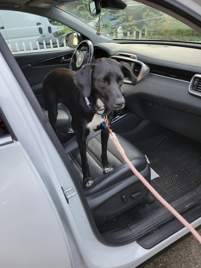 Pepper was found!