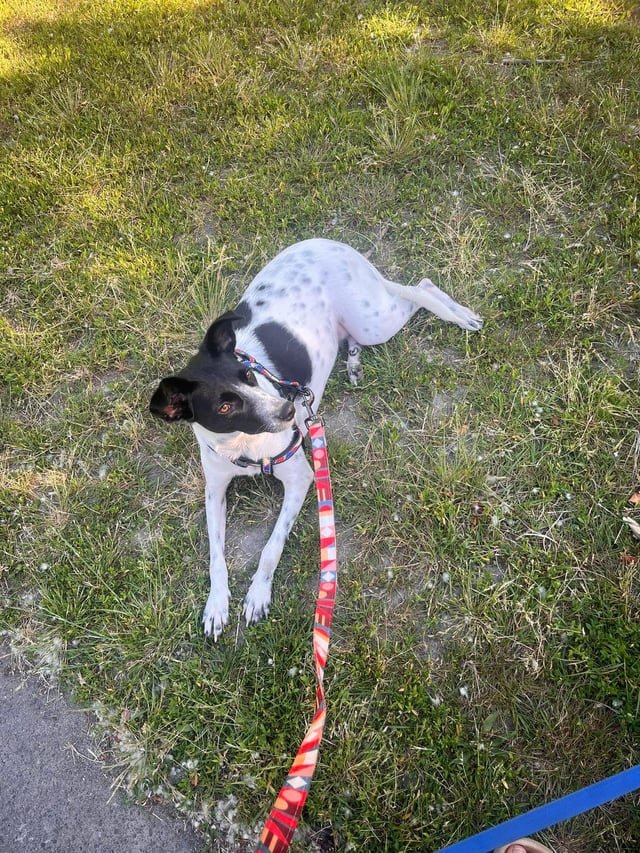Lost Dog near St Edward’s Park