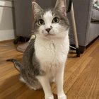 Lost Cat in Madrona