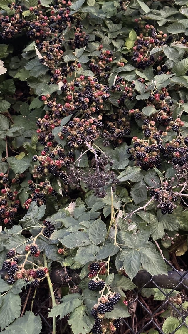 Blackberry season is here
