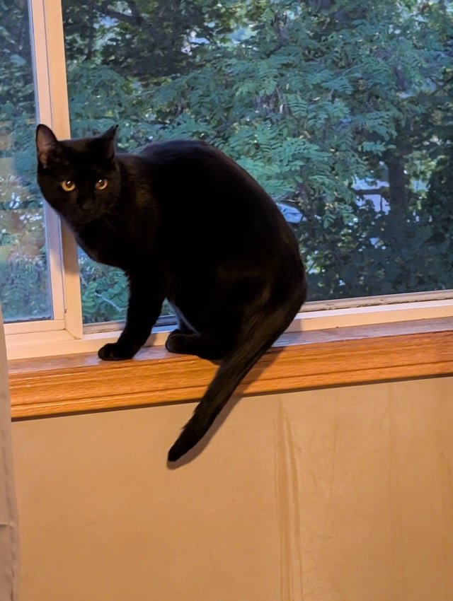 Lost Cat Update – Quark is home!
