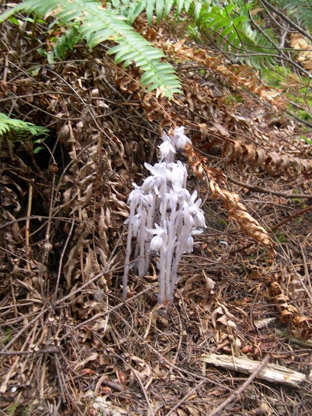 Ghost Pipe or Indian pipe plant spotted next to a hiking trail in North Bend