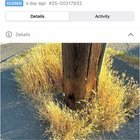The city is closing Foxtail (deadly to dogs) Find it and Fix it reports
