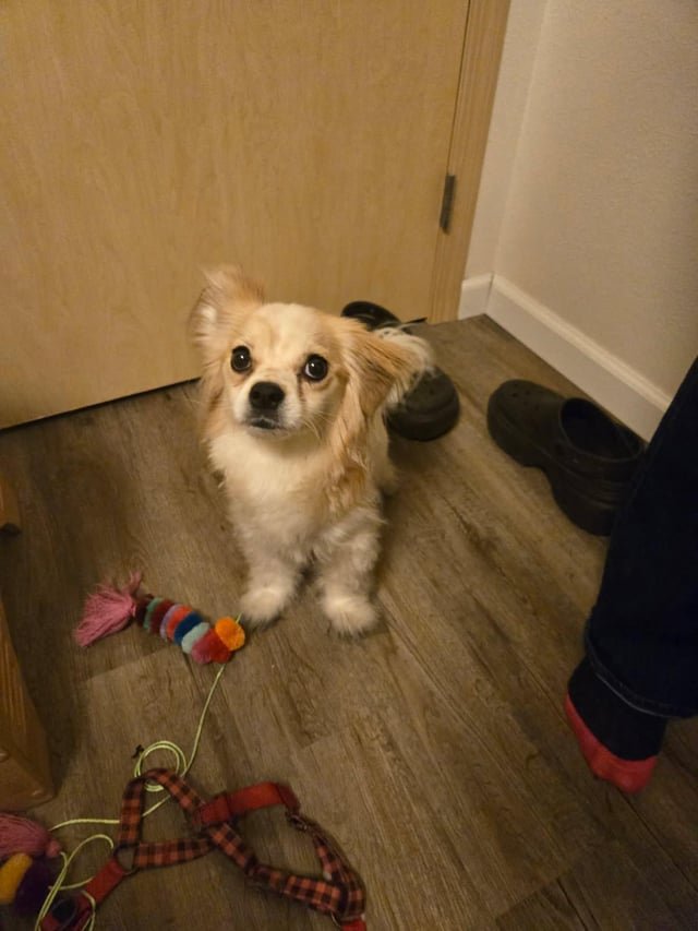 Found dog: Crown Hill