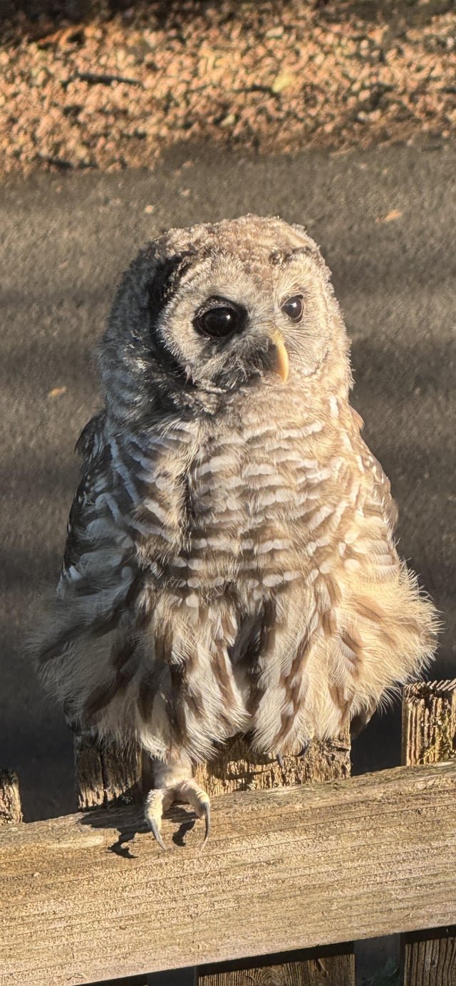 A juvenile owl accompanied us while we had dinner outside