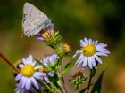 Butterflies of Teanaway