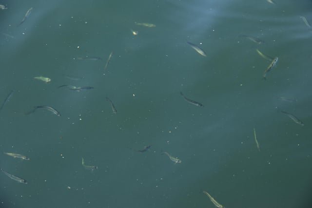 Who are these little guys?