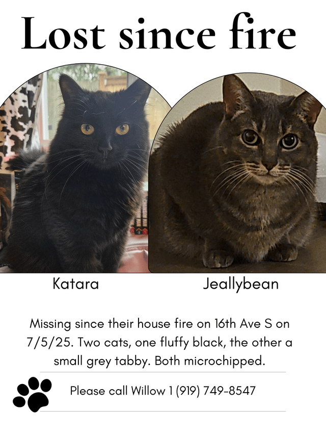Lost cats after 4th of July fire