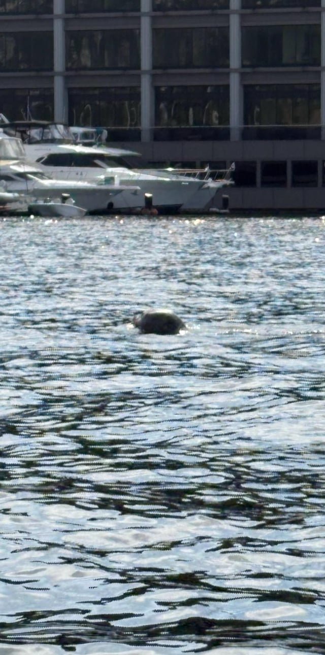 Saw a sea puppy out on Lake Union today