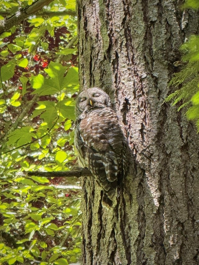 Sleepy Barred Owl