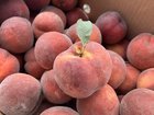 🍑 Peach 101: A Guide to Peak Peach Season @ Farmers Markets