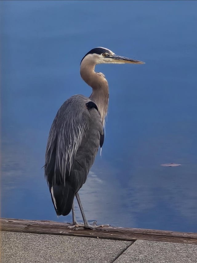 An absolute unit at Bell Harbor on the waterfront