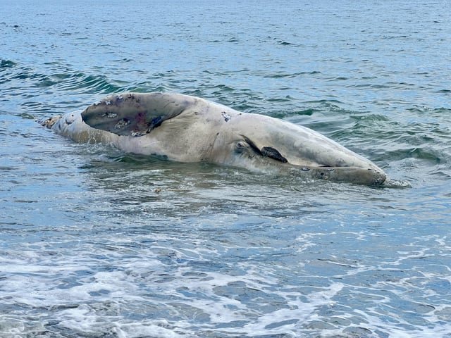 Dead gray whale off Whidbey