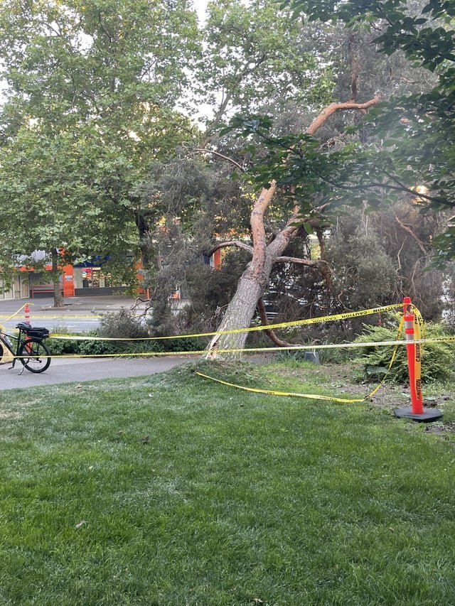 Tree Down in Seattle Center