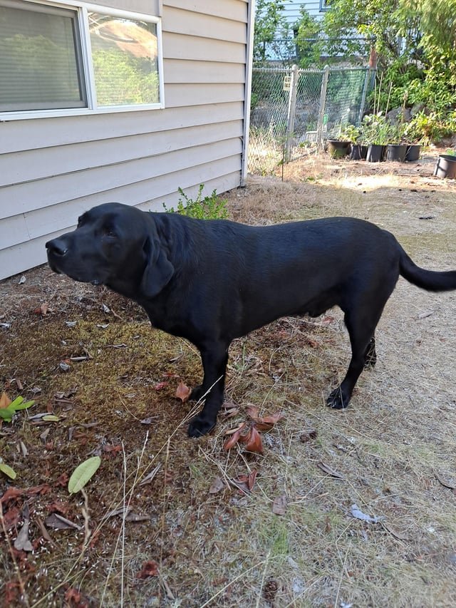 Anyone’s missing dog?