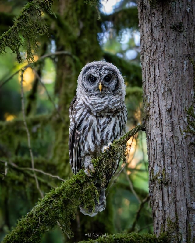 Saw this owl on a trail in Issaquah. Love it!