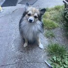 Anyone know this dog?
