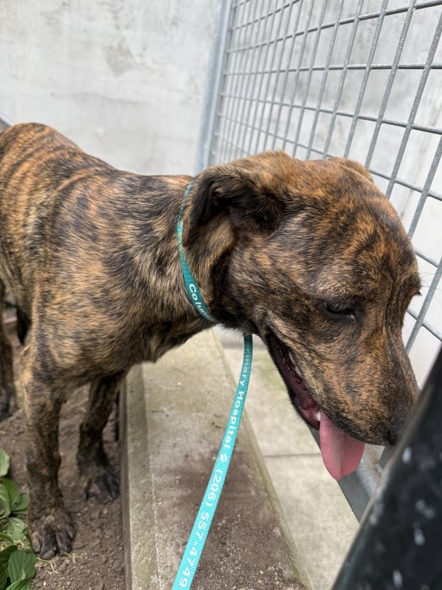 Found another dog!