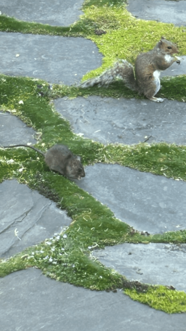 In Ballard a rat and a squirrel eating side by side