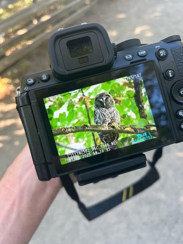 Two owls spotted at the Arboretum