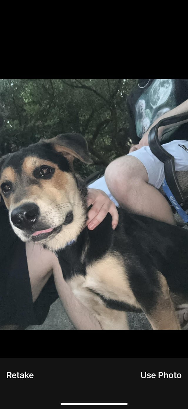 Found dog in Newport hills area