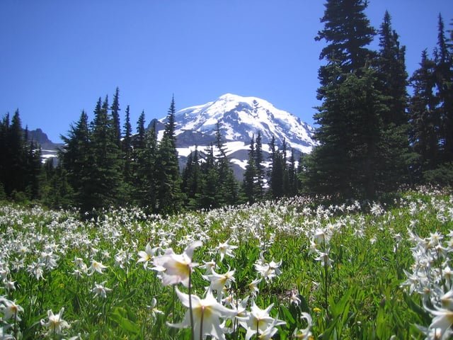 Ranier in the summer … glorious!
